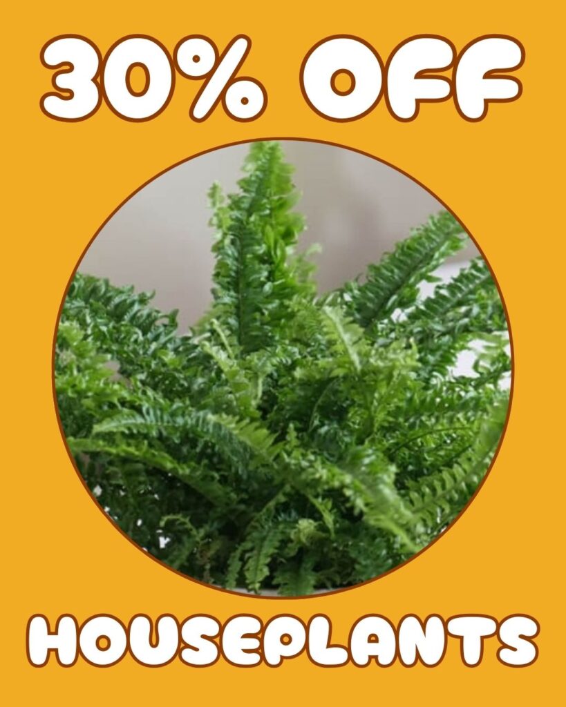 Houseplants 30% off sale at Thomas Greenhouse & Gardens, featuring lush green fern in a closeup image for January 2026.